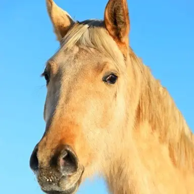 Profile image of 쟝