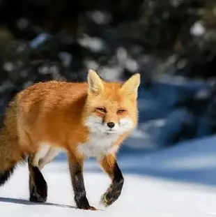 Profile image of 여우