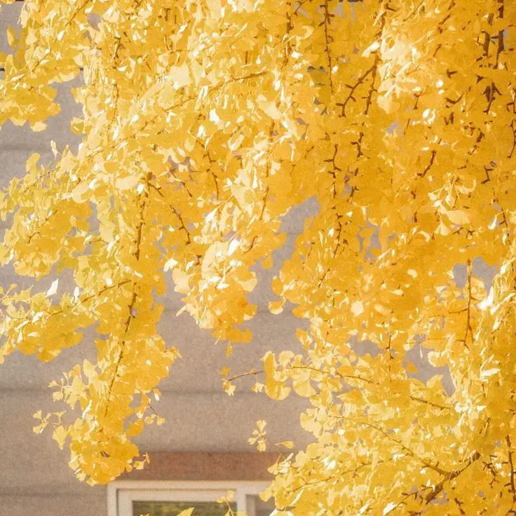 Eugyagya5018의 고양이 키우는 각경위