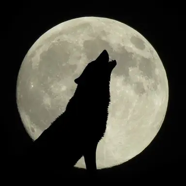 Profile image of 고양