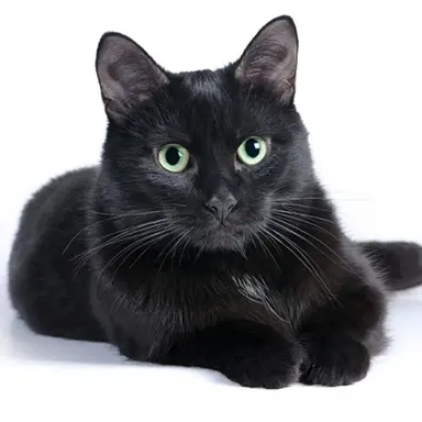 Profile image of クロ