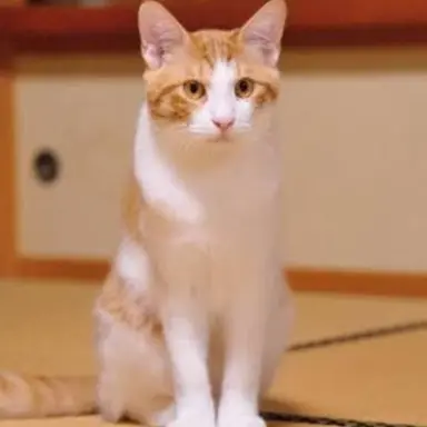 Profile image of ギザ