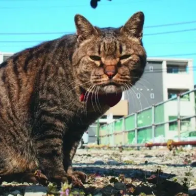 Profile image of ボス