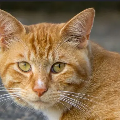 Profile image of チャチャ