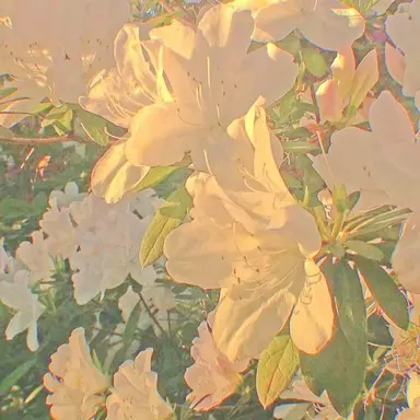 Profile image of 공룡