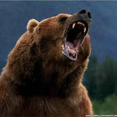 Profile image of 곰