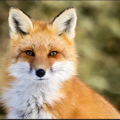 Profile image of 여우