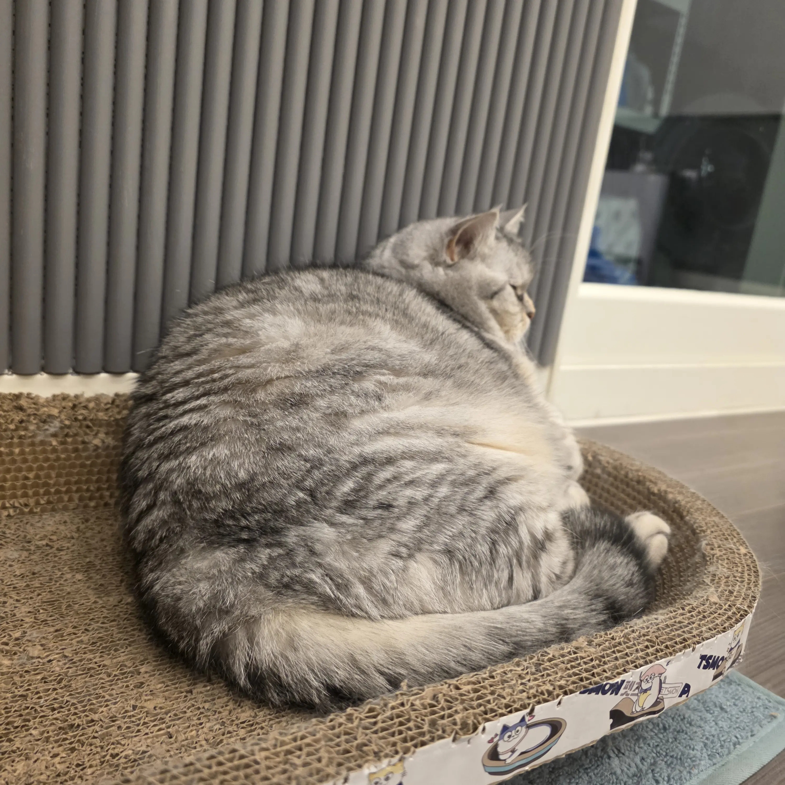 LoudRest9858의 귀여운 고양이