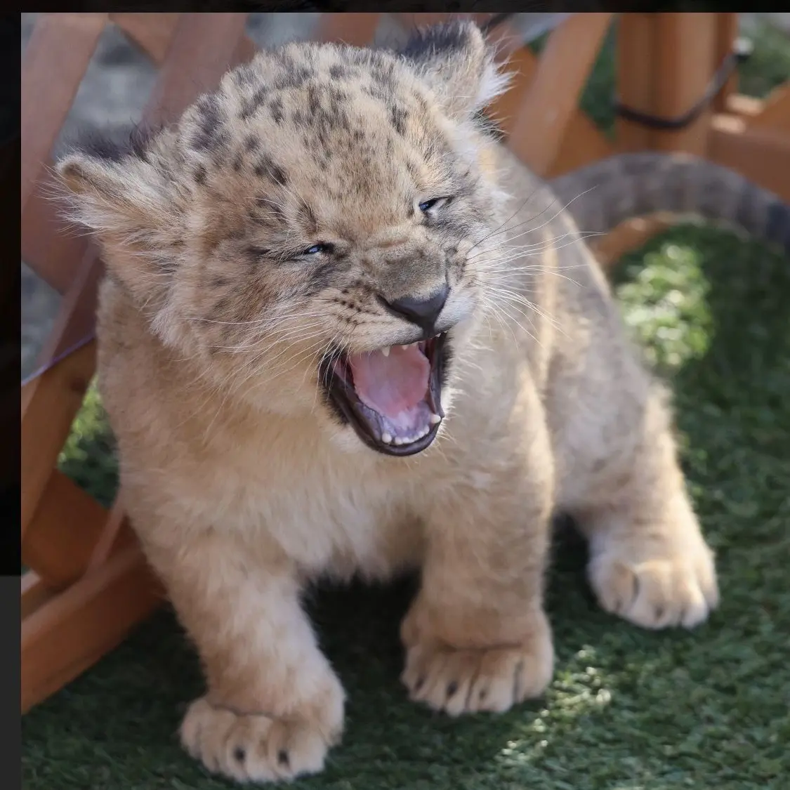 JumpyCage4956의 動物園
