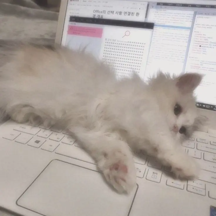 dyoung의 강_태_현
