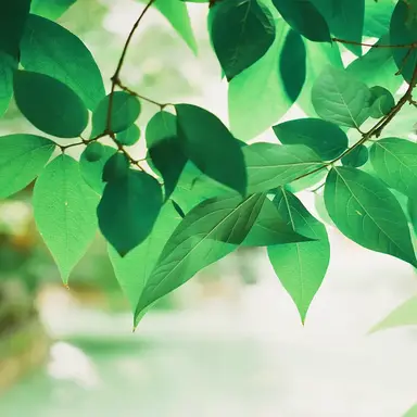 Profile image of 공룡