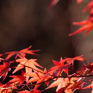 Profile image of 大森.