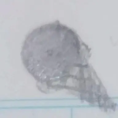 Profile image of 物怪 瑠衣