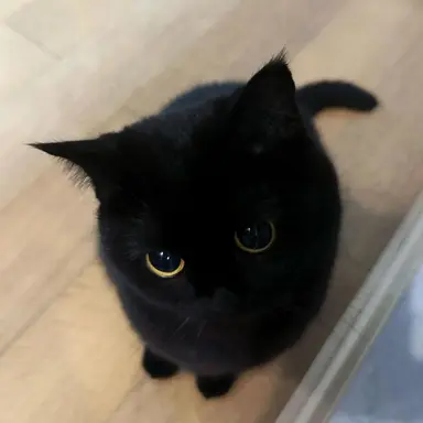 Profile image of 안유연