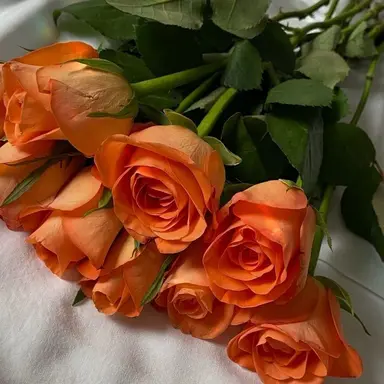 Profile image of 하루토