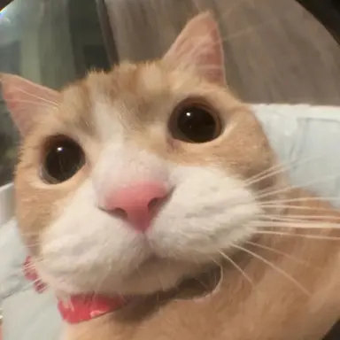 Profile image of 레오