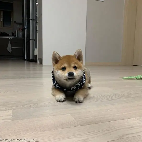 SnugWool3113의 시바(강아지)