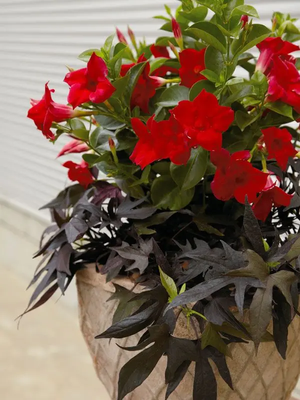 Kemuri_777_의 一方通行症候群