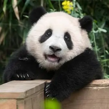 Profile image of 판다