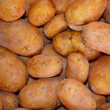 Profile image of 감자