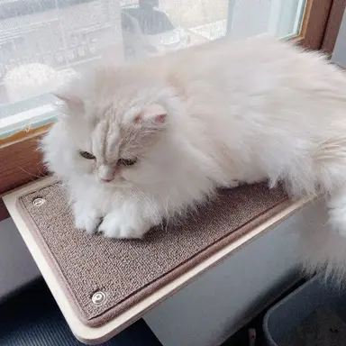 Profile image of 라지