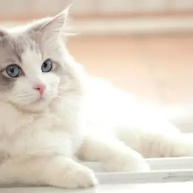 Profile image of 로이