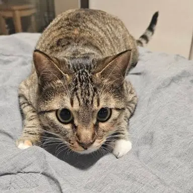 Profile image of 코리