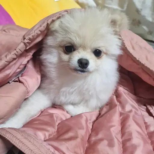 SmellyPumi6580의 포메 윤구리