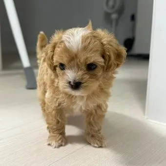 Profile image of 두부