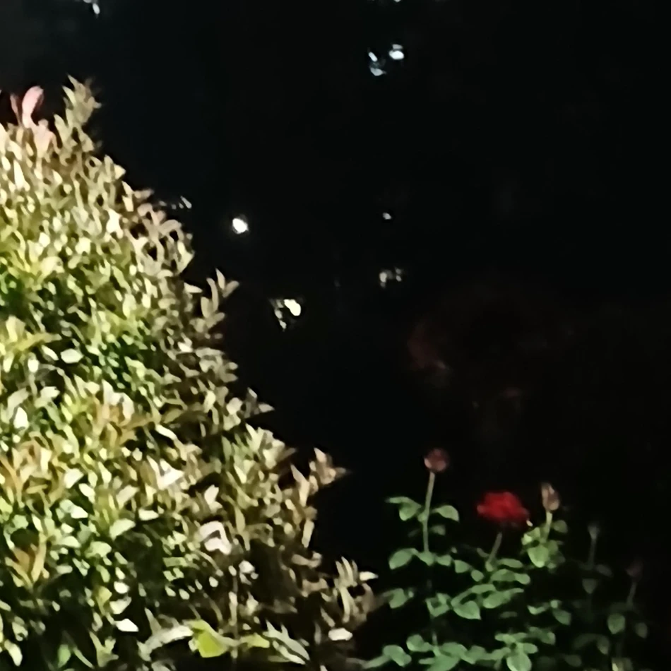 레인