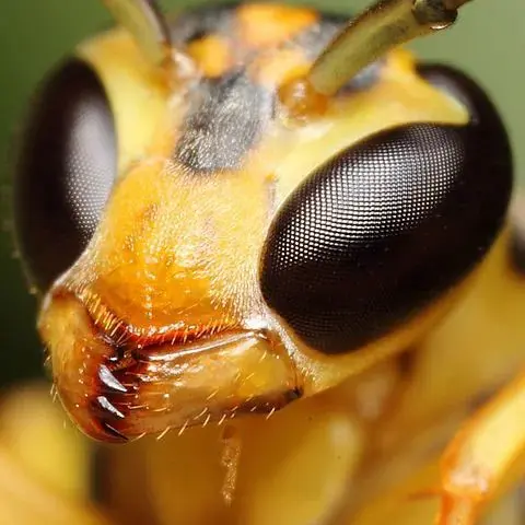 Kammixnbuns의 The pollen fight