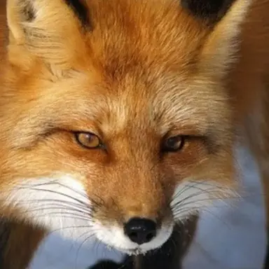 Profile image of 여우