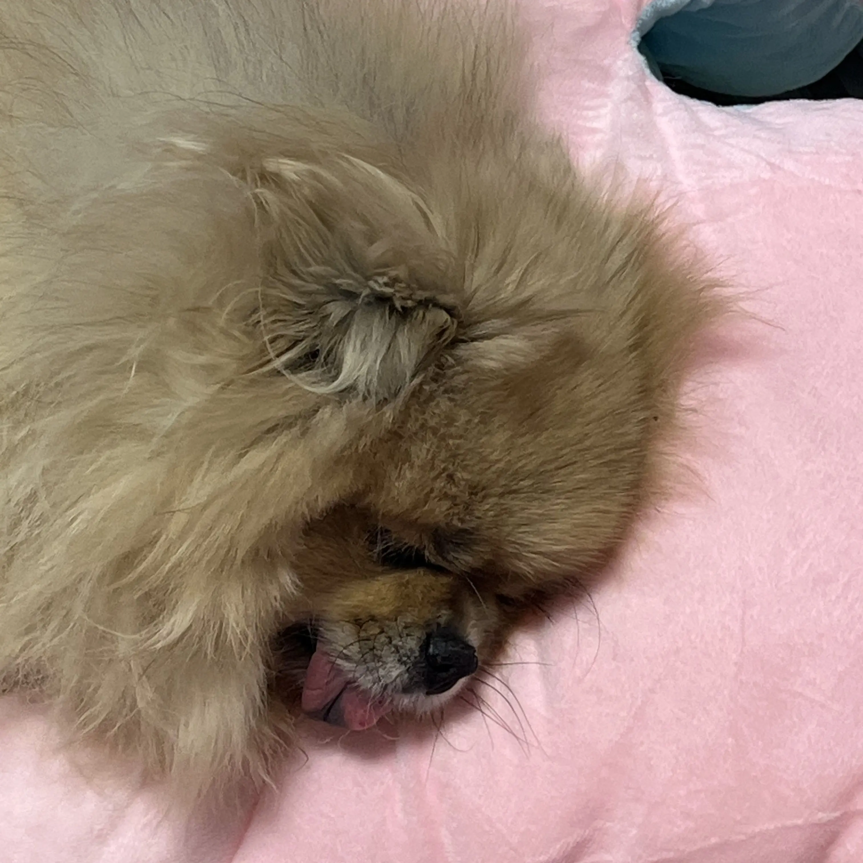 _1_2_3_의 팀 아랫집 ((동거))