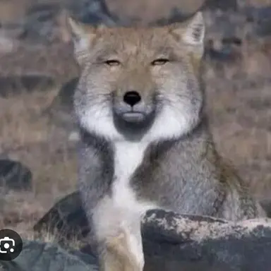 Profile image of 돼지 ㅅㄲ
