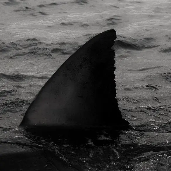 MadGoal6326의 Cirus (Marine biologist)