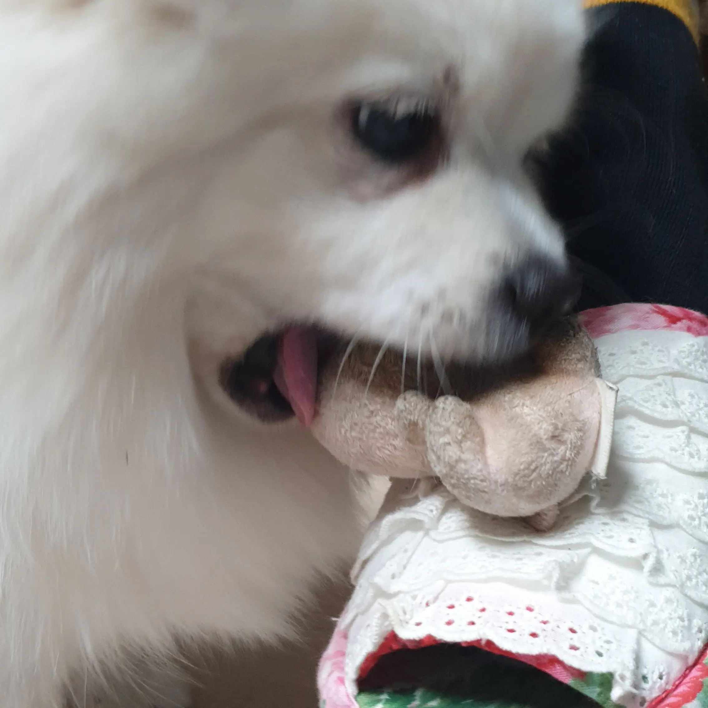 LushSign9757의 여우에게 속은 아이브?!