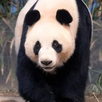 Profile image of 판다