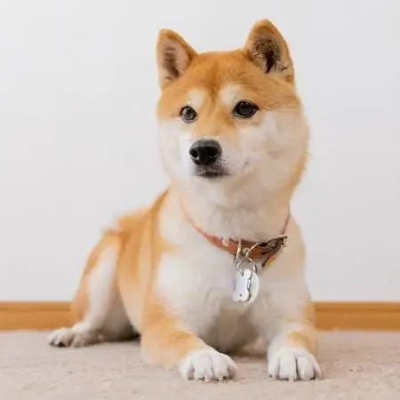 kinoko7296의 Pochi the Shiba