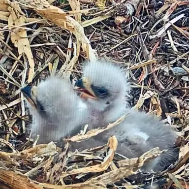 Profile image of 아기 독수리