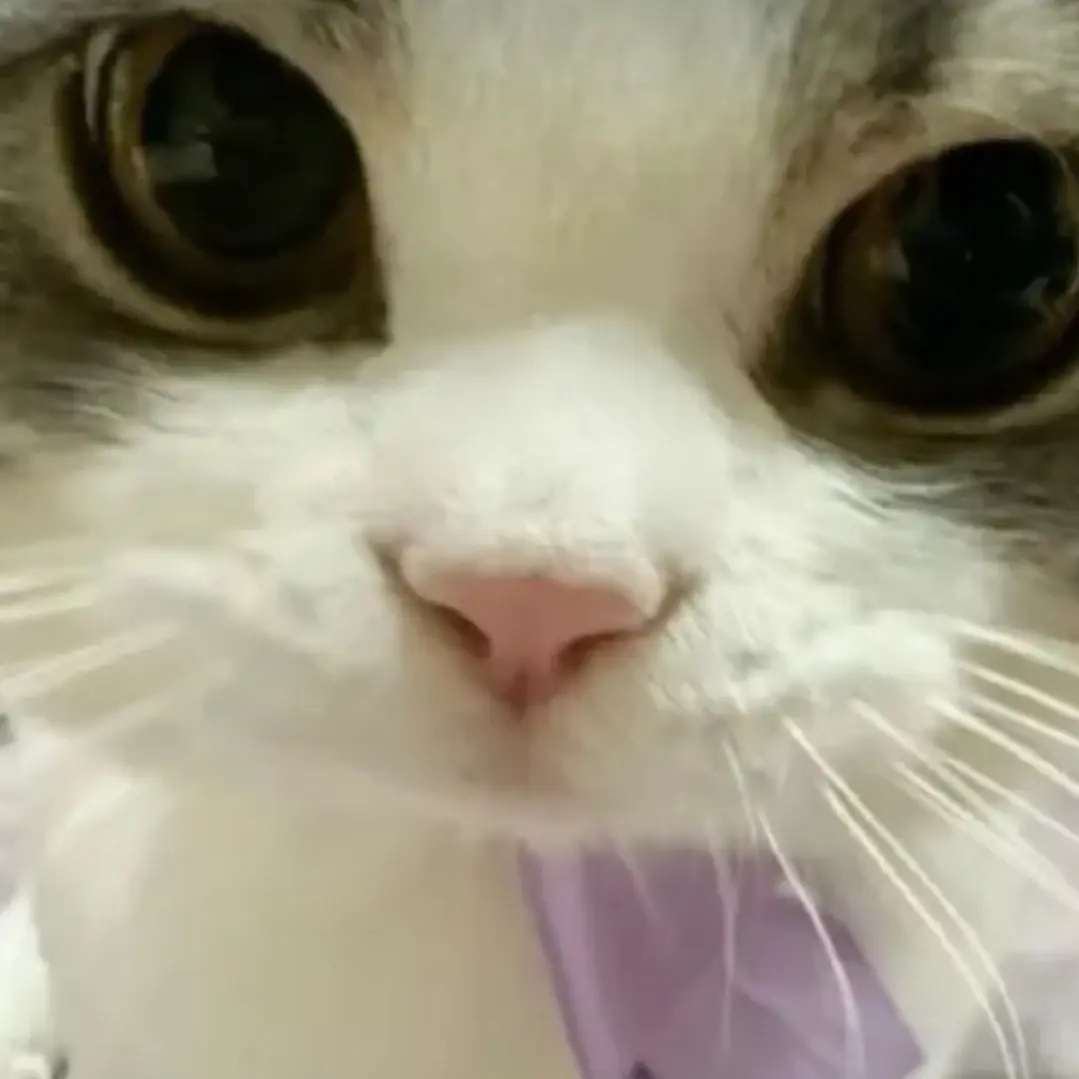 CasualRake6941의 서열1위 고양이