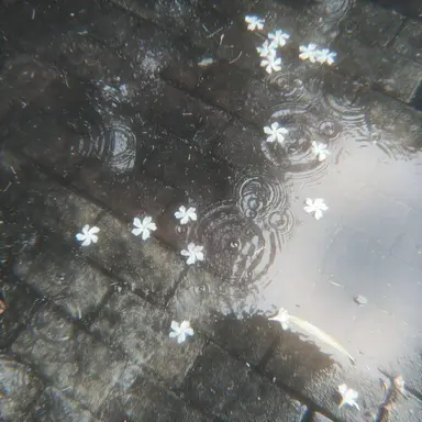 Profile image of 유 하린