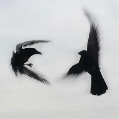 Profile image of Ajax Cross