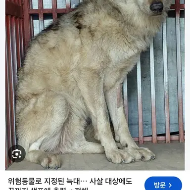 Profile image of 늑대