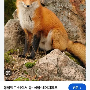 Profile image of 여우