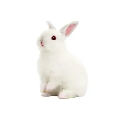Profile image of Lepus