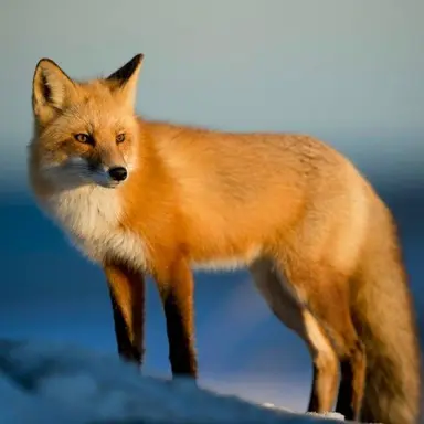 Profile image of 여우