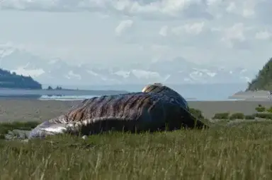 Profile image of SCP-682