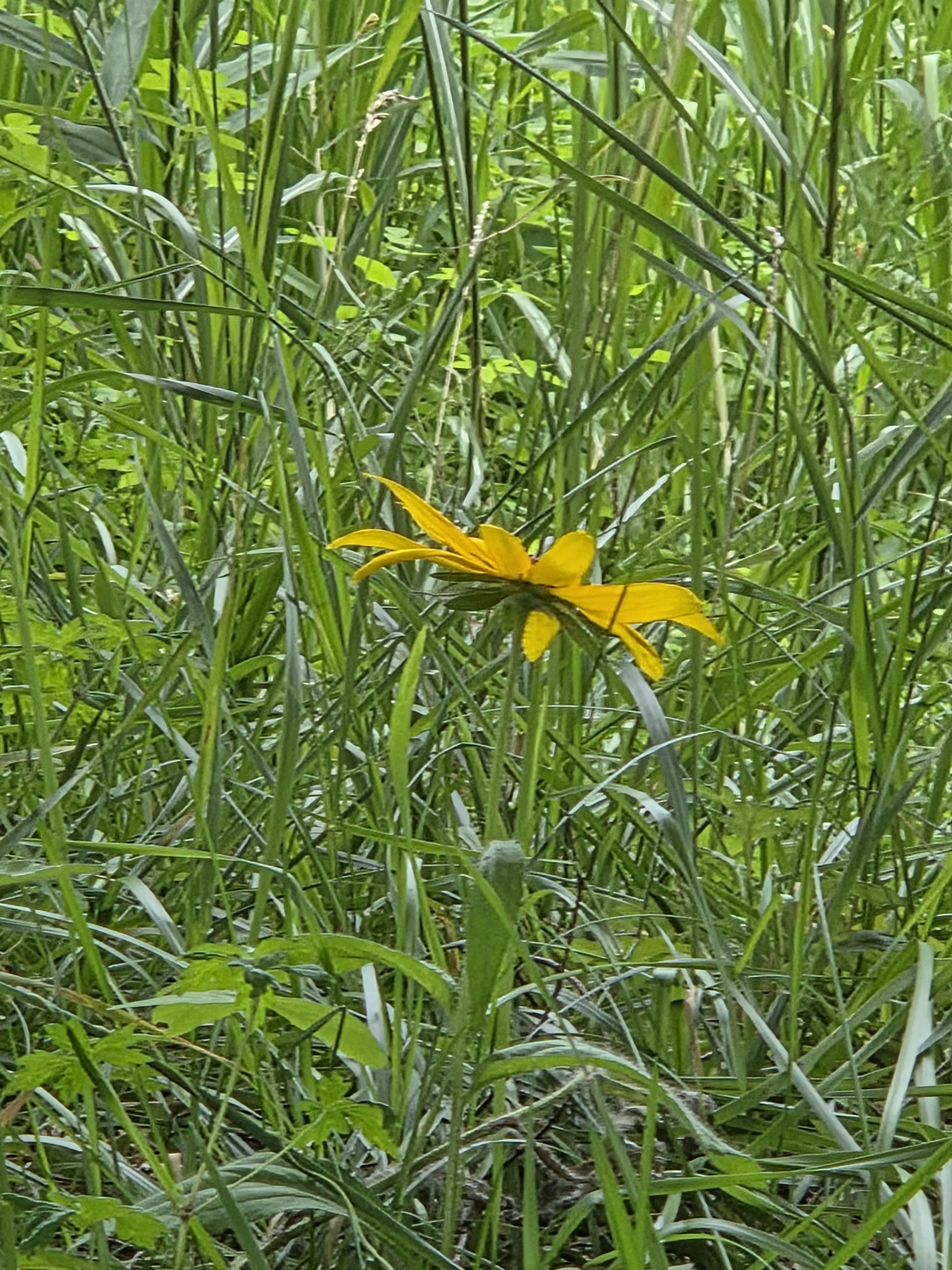 LeafyMap0583의 포X칩