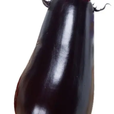 Profile image of Eggplant