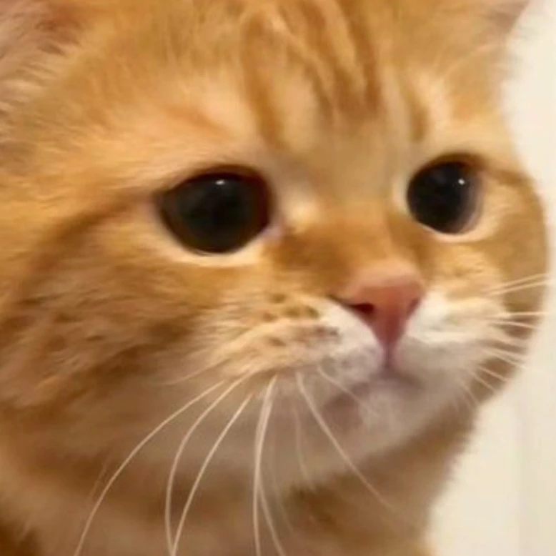 양이
